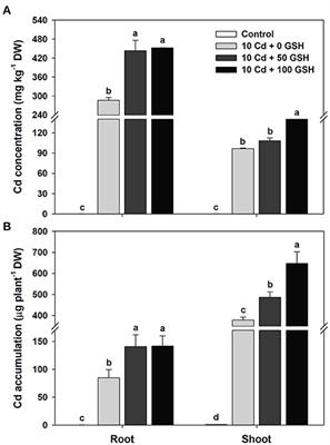 Foliar-Applied Glutathione Mitigates Cadmium-Induced Oxidative Stress by Modulating Antioxidant-Scavenging, Redox-Regulating, and Hormone-Balancing Systems in Brassica napus